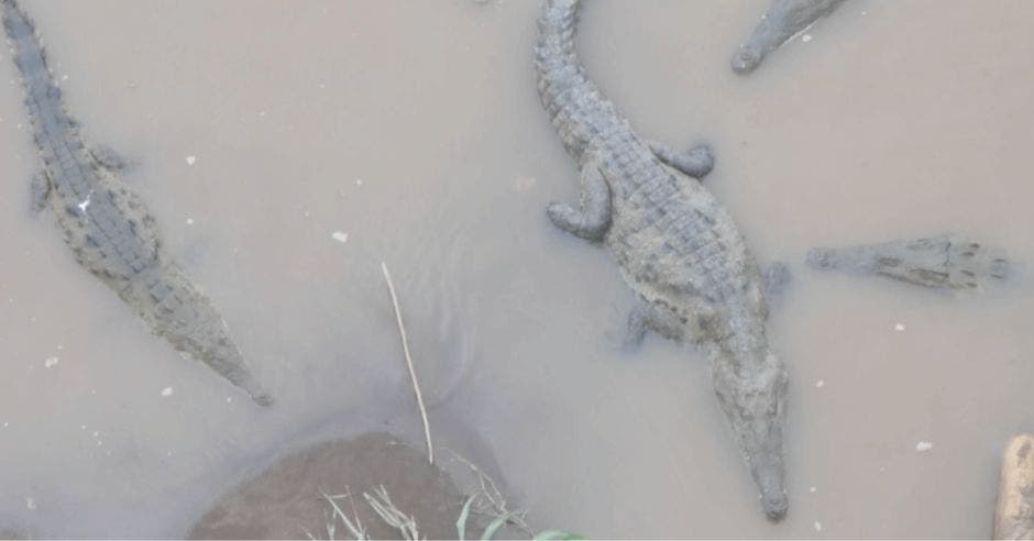 Con el uso de tecnología, Costa Rica busca por fin responder una vieja pregunta: ¿cuántos cocodrilos habitan en sus ríos y estuarios? Cortesía/La República