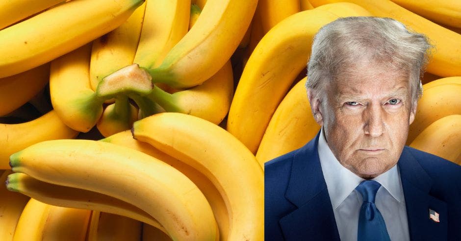 Los aranceles recíprocos que impulsa Donald Trump, presidente de Estados Unidos no golpearían las exportaciones de bienes agrícolas como el banano. Cortesía/La República.